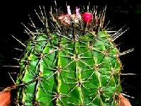 Melocactus neryi v. guaricensis Guarica Colombia JB